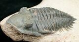 Metacanthina & Pseudocryphaeus Trilobite Association #10844-6